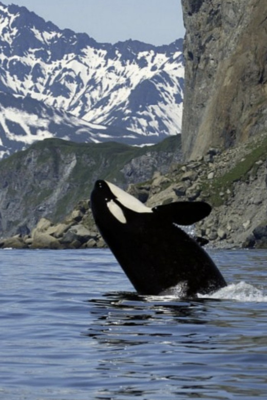 Skjervoy: Whale RIB Experience (Without Transfer) - Arctic Ecosystem Insights