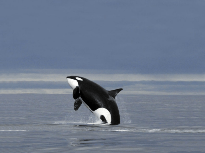 Skjervoy: Whale RIB Experience (Without Transfer) - Wildlife Sightings
