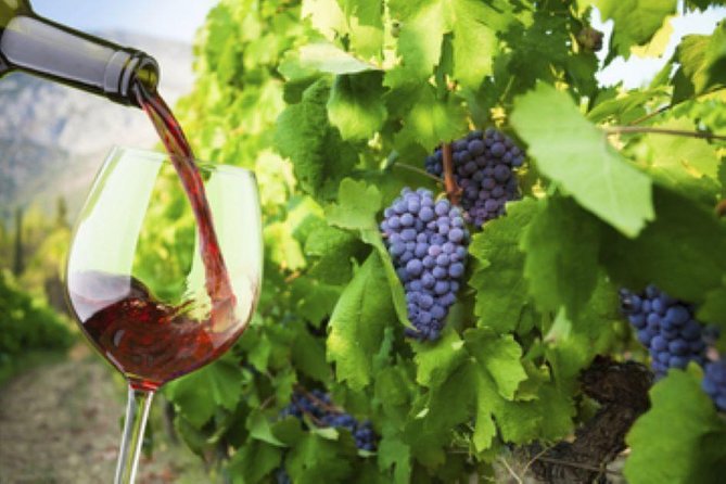 Stunning Auckland East Coast Walk & Wine Private Tour - Itinerary Overview