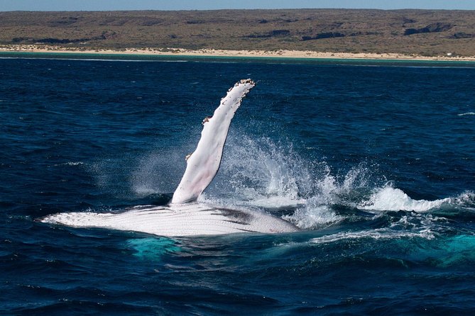 Swim With Whale Sharks- the Largest Fish in the World!