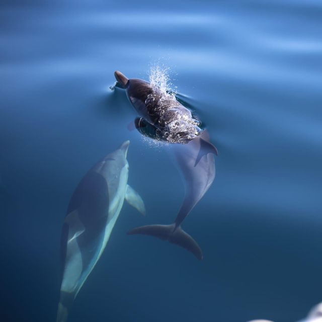 Taormina Coast Tour and Searching Dolphins - Experience the Itinerary