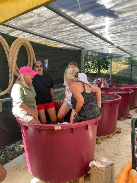 Tasting in a Vineyard With Transfer From Lucca