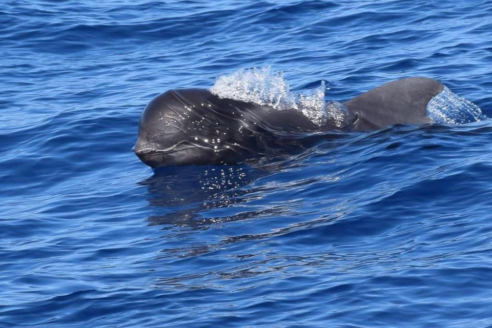 Tenerife: 3-6 Hour Private Whale & Dolphin Watching