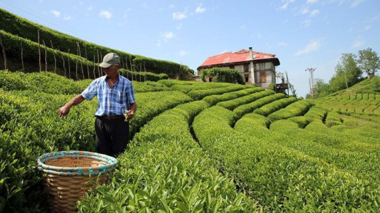 Trabzon: Uzungöl Group Tour, Explore The Nature & Taste Tea