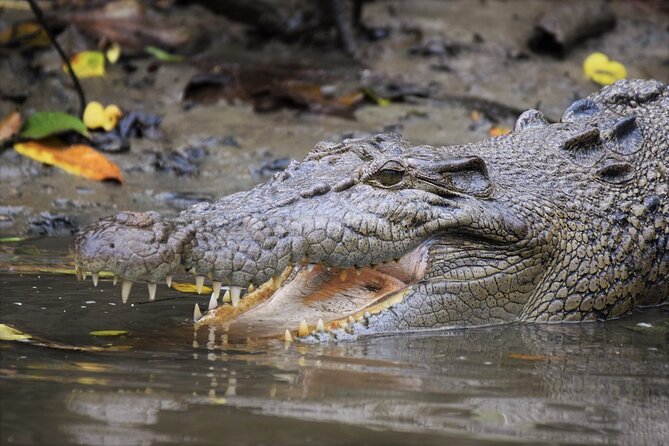 Ultimate Daintree Rainforest Wildlife Experience Cruise