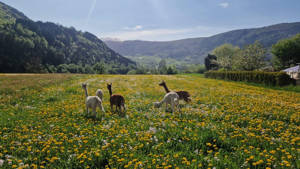 Vik: Hiking Tour With Farm Visit - Tour Overview