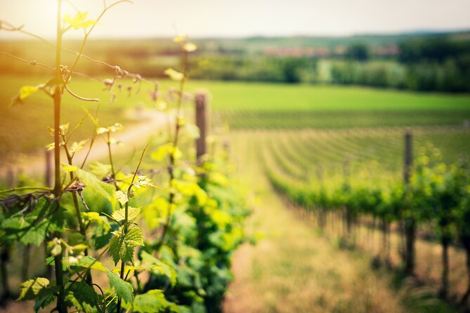 Wine Tasting on the Slopes of Vesuvius From Naples With Lunch - Tour Highlights