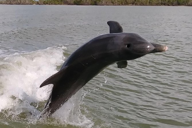 2 Hour Dolphin, Birding and Shelling Tour - Key Points