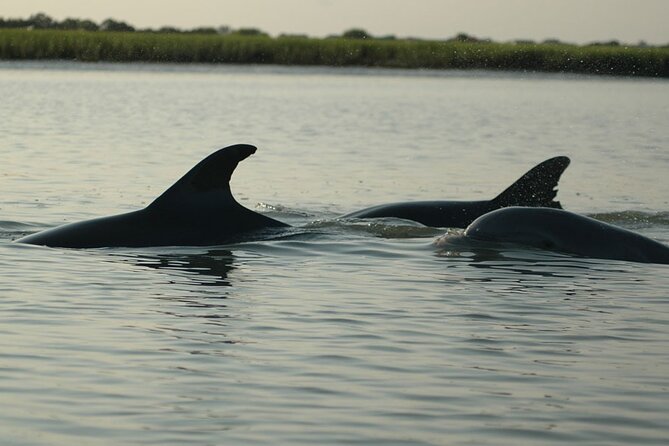 2 Hours Shem Creek Safari Kayak Tour - Overview of the Tour