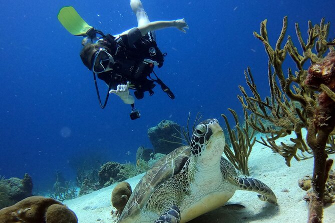 2 Tank Guided Dive House Reef (Pierbaai Reef and Car Pile) - Tour Overview