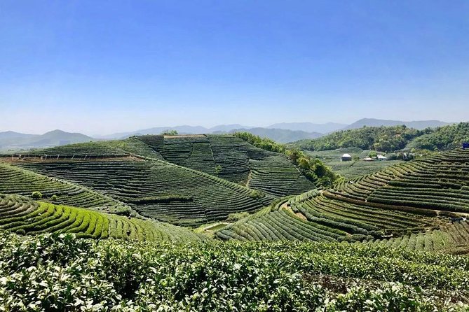 1-Day Village Tea Picking, Roasting & Serving Guided Private Tour From Hangzhou - Inclusions and Benefits