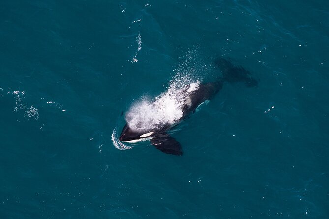 1-Hour Guided Whale Watching Premier Tour in Kaikōura - Meeting Point Details