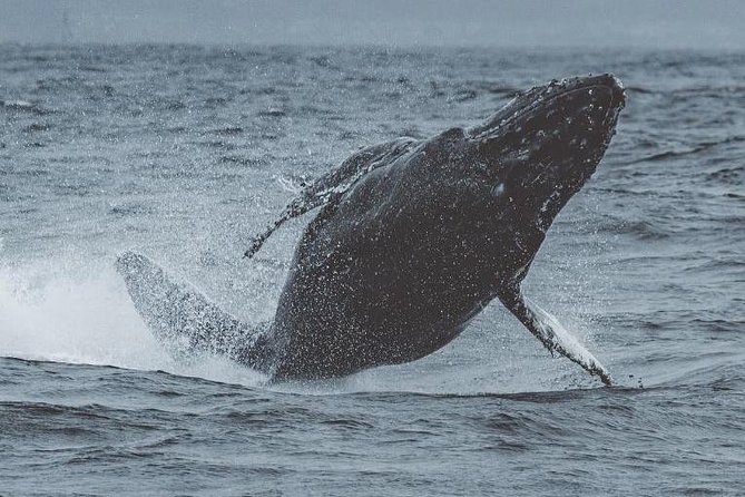 3-Hour Monterey Bay Winter Whale-Watching Tour - Educational Experience