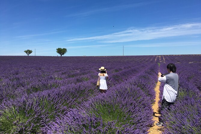 4-Hour Lavender Fields Tour in Valensole From Aix-En-Provence - Best Time to Visit