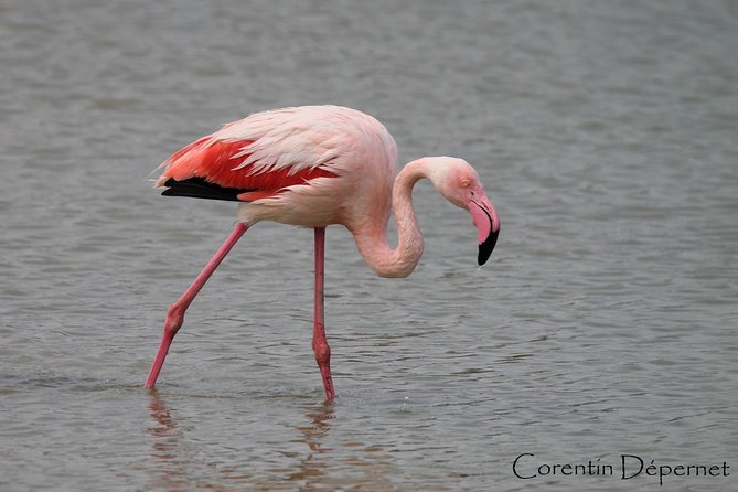 4x4 Camargue Safari 4h - Private Tour - Departure From Arles - Private Transportation Overview