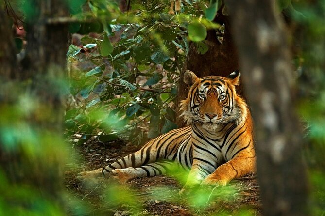 8-Day Private Golden Triangle Tour With a Ranthambore Wildlife Safari From Delhi - Itinerary Overview