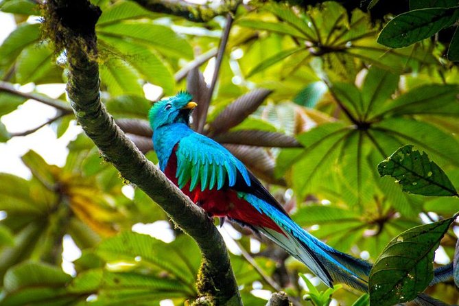 8-Days Costa Rica: Volcano, Tropical Jungles and Cloud Forests - Thrilling Activities Included