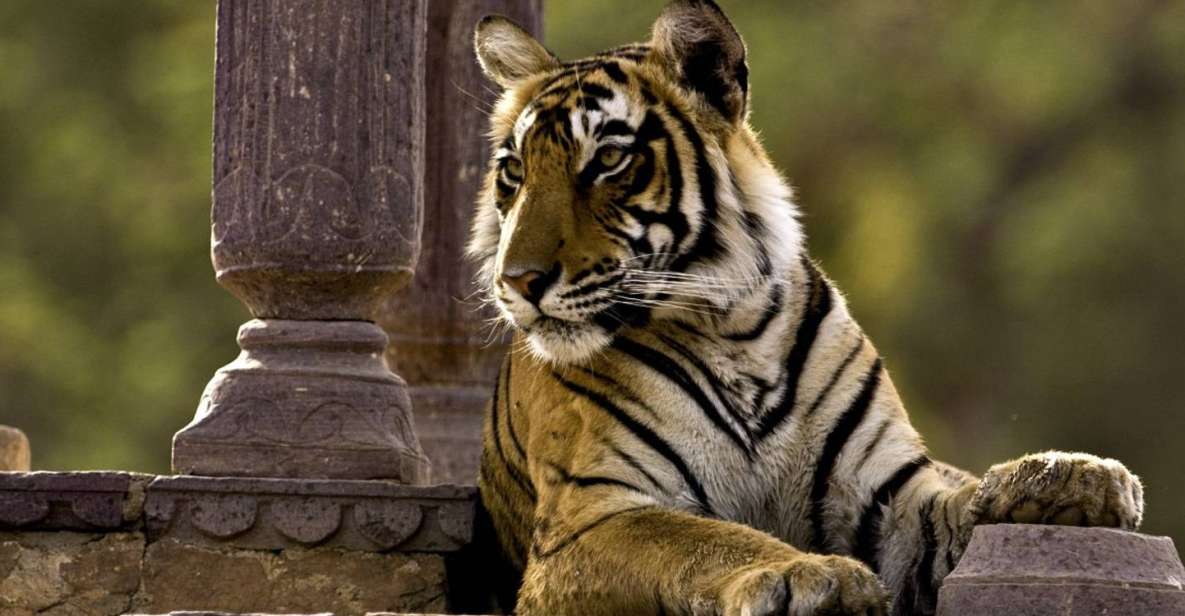 8 Days GOLDEN TRIANGLE WITH RANTHAMBORE WILDLIFE SAFARI - Day-by-Day Itinerary