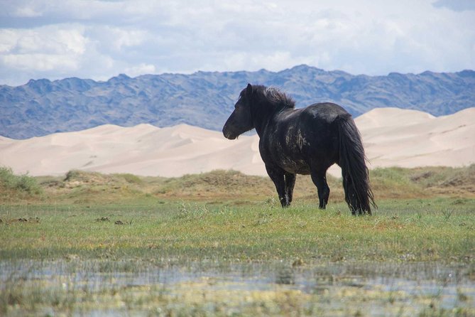 8 Days Tour: Gobi Desert And Kharkhorin - Meal Inclusions