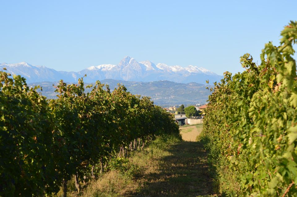 Abruzzo: Historic Cellar Wine Tour and Tasting - Experience the Vineyards