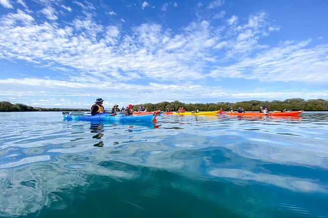 Adelaide Dolphin Sanctuary and Ships Graveyard Kayak Tour - Kayaking Experience