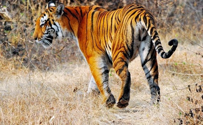 Adventures Ranthambore Wildlife Safari Tour From Delhi With Safari Rides - Itinerary for 3-Day Adventure