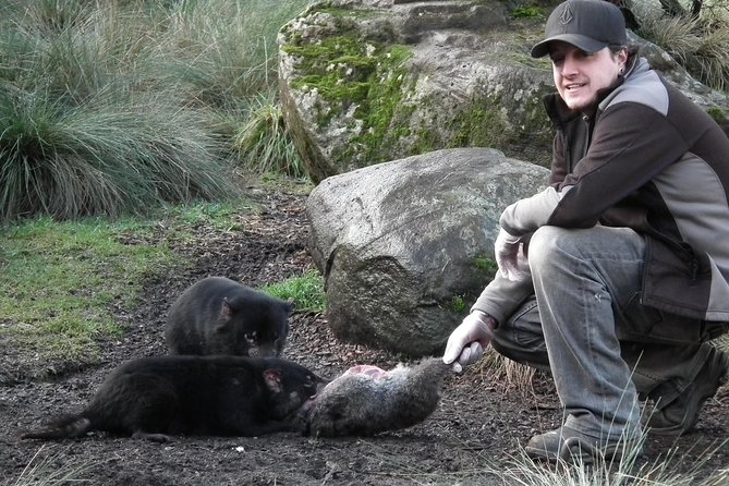 After Dark Tasmanian Devil Feeding Tour at Cradle Mountain - Meeting Point and Schedule