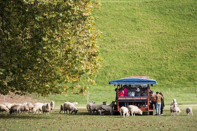 Agrodome Farm Experience Including Farm Show and Farm Tour - Rotorua - Agrodome Farm Tour