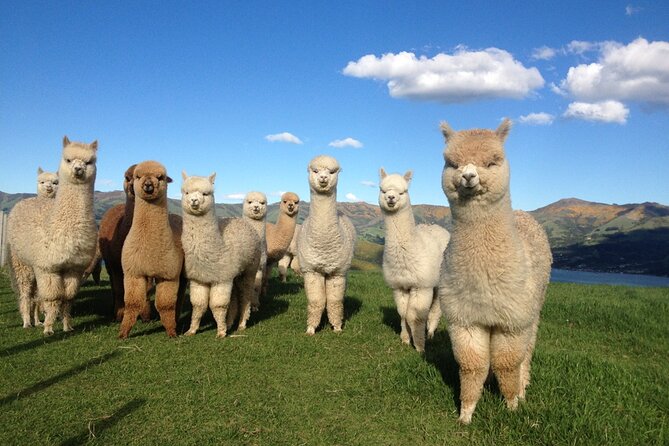 Akaroa Eco-Safari With Alpaca Farm Tour and Wine Tasting - Highlights of the Experience