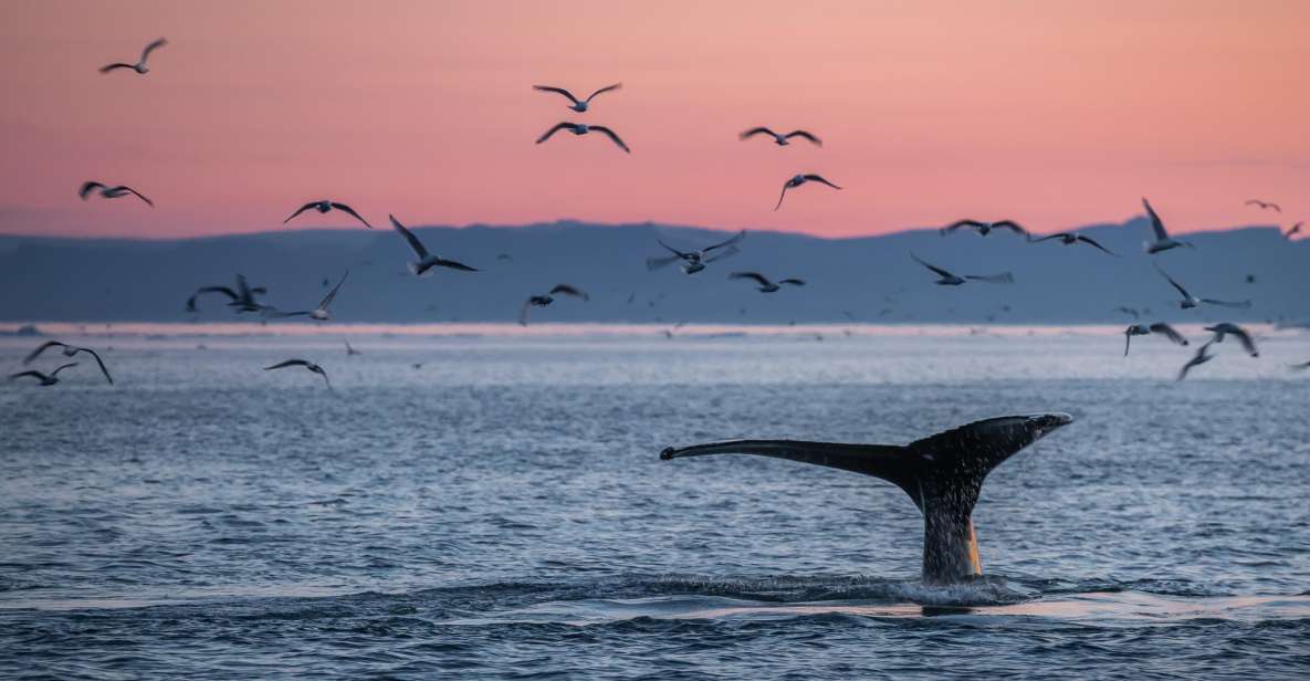 Akureyri: Arctic Coastline & Whale Watching - Tour Duration and Group Size