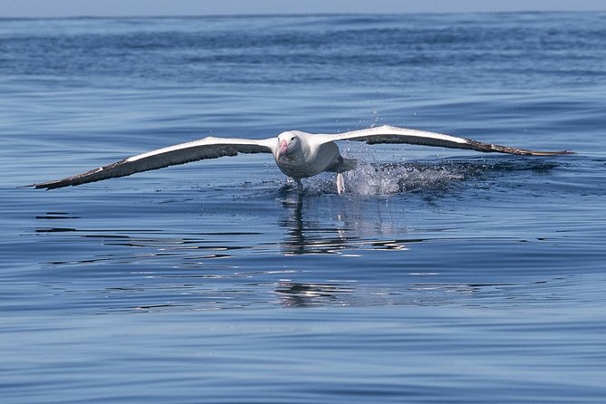 Albatross, Wildlife and Harbour Cruise - Wildlife Spotting Opportunities