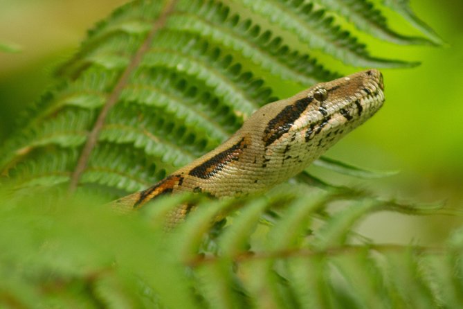 Arenal Butterfly Garden - Rainforest Guided Tour Ecocentro Danaus - Guided Tour Highlights