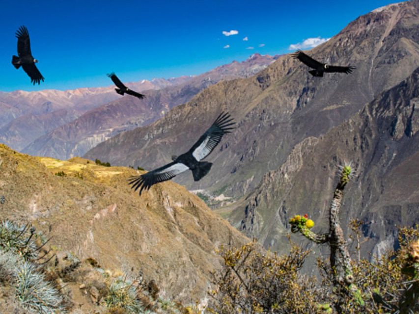 Arequipa: Colca Valley and Condor Viewpoint 2 Days/1 Night - Detailed Itinerary