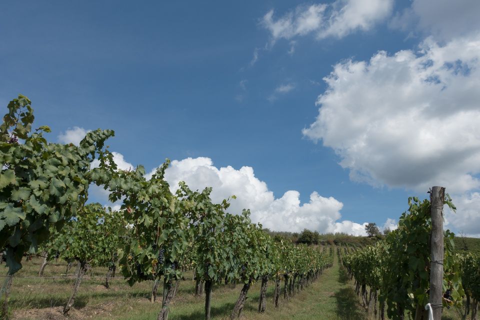 Arezzo: Val Di Chiana Wine Tasting Experience - Guided Tour Highlights