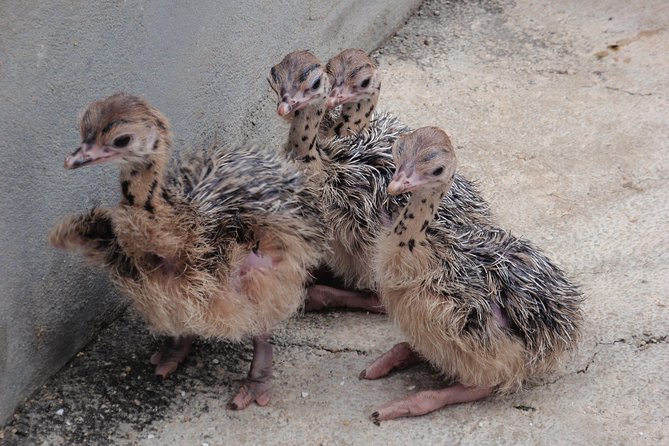 Aruba Ostrich Farm Tour With Lunch - Lunch Menu Details