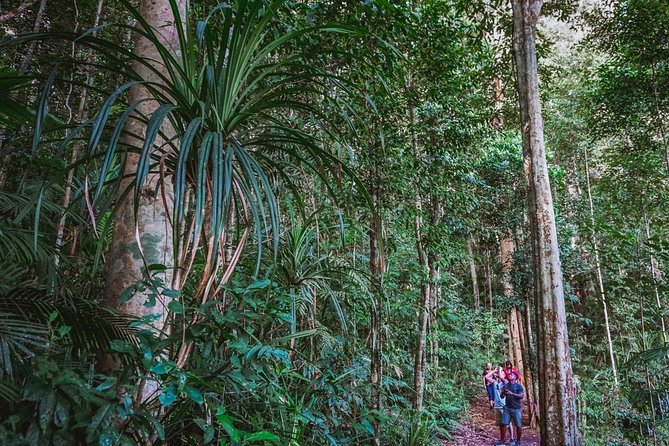 Atherton Tablelands Rain Forest by Night From Cairns - Wildlife Spotting Opportunities