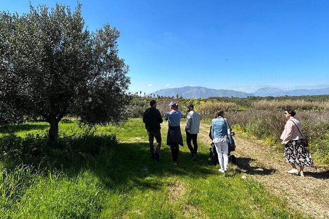 Balestrate Olive Grove Tour: Wine and Olive Oil Tasting - Culinary Experience