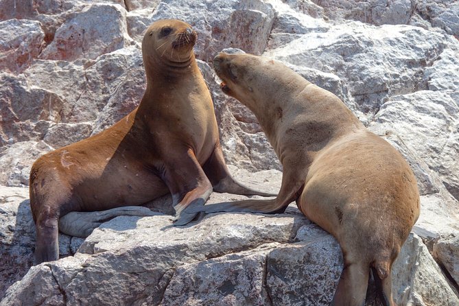 Ballestas Islands Group Tour From Paracas - Tour Inclusions and Exclusions