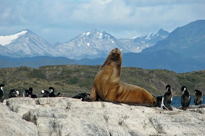 Beagle Channel to Martillo Island and Walk Among Penguins - Meeting Point and Departure