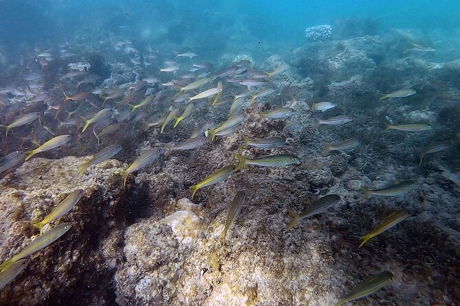 Beginner Scuba Diving Tour With Videos-Pcb - Tour Highlights