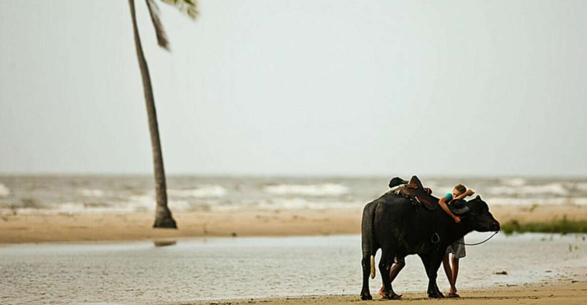 Belém: Marajó Island Day Trip With Buffalo Farm Visit - Experience Highlights