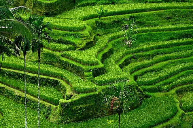 Best of Ubud Tour : Private Ubud Traditional Tours - Itinerary Highlights