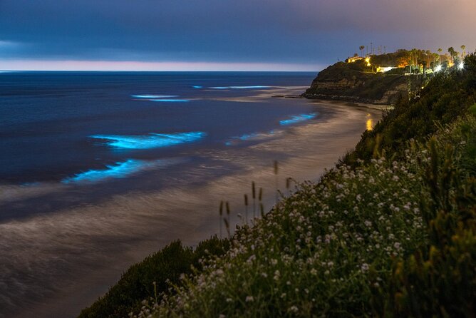 Bioluminescence Kayak Tour - Est. 1994 - Experience the Magic of Bioluminescence