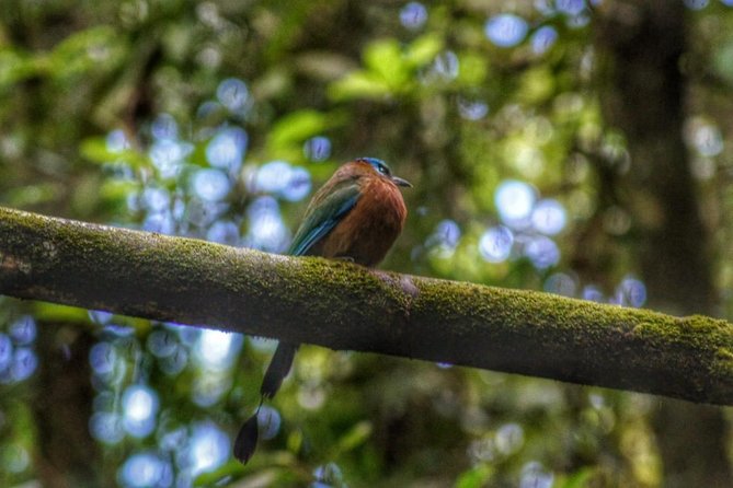 Bird Watching Tours - Health and Accessibility Considerations