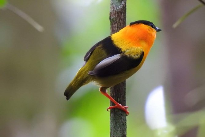 Birding in the Rainforest - Best Time for Birding