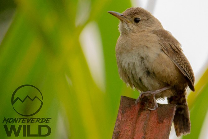 Birdwatching Tour at the Cloud Forest -Monteverde Wild- - Wildlife Encounters