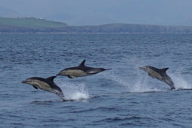 Blasket Island Eco Tour. - Historical Significance