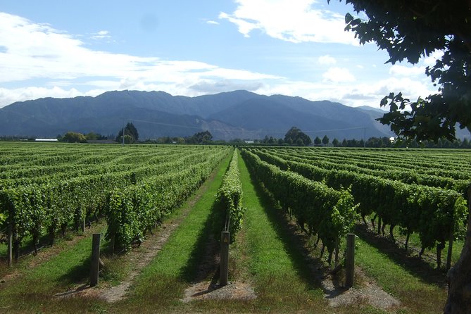 Blenheim Half Day Wine Tour - Whats Included