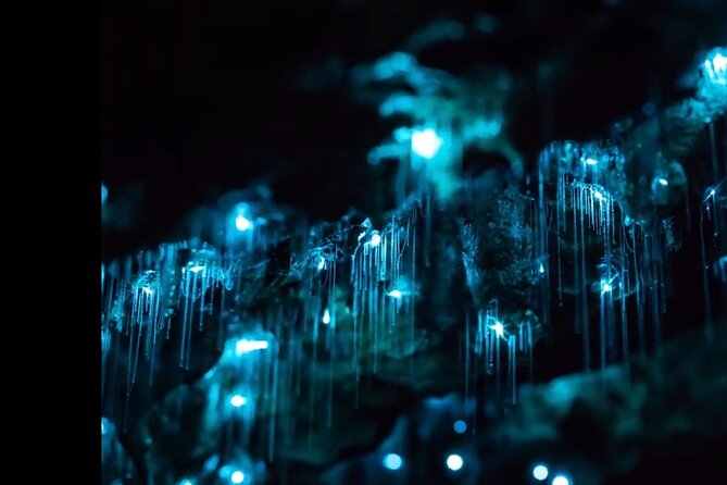 Blue Mountains Hiking Glow Worms Cave Wildlife Spotlighting Night Adventure - Guided Tour Highlights