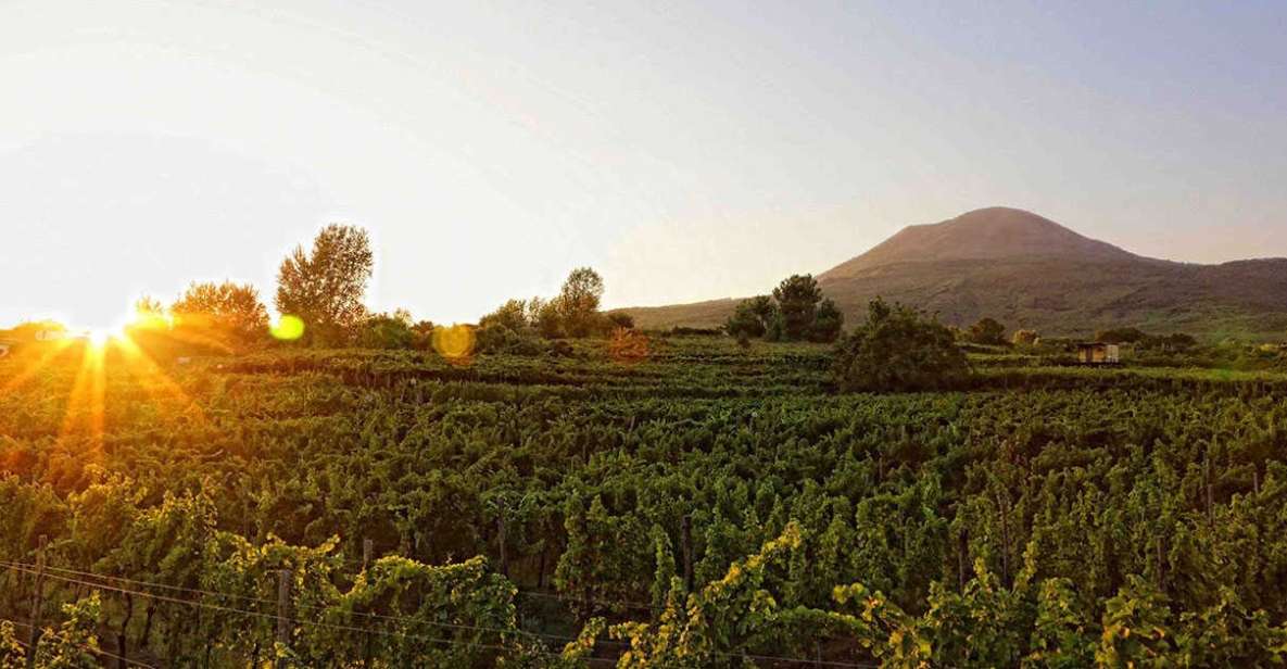 Boscotrecase: Vesuvius Wine Tasting Tour With Lunch - Experience Highlights